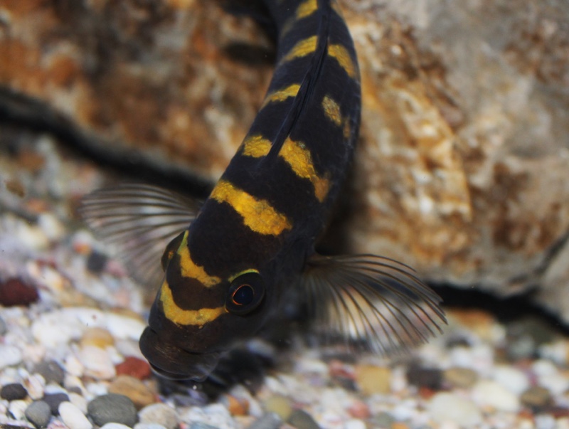 Pseudotropheus crabro